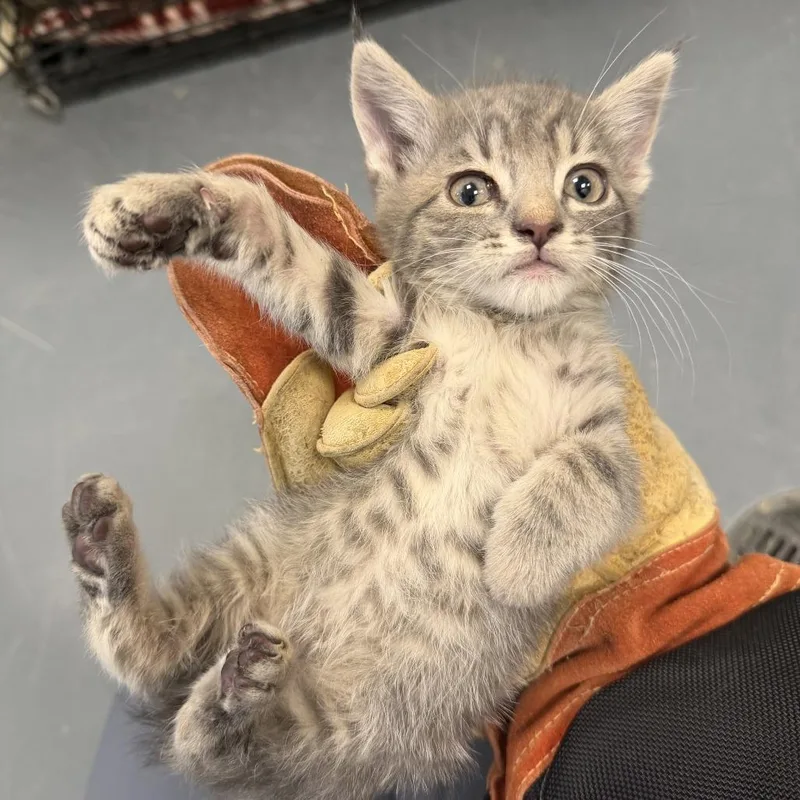 A baby small-sized male Gray / Blue / Silver Domestic Short Hair cat named Yoga Mat for adoption in Rifle, CO