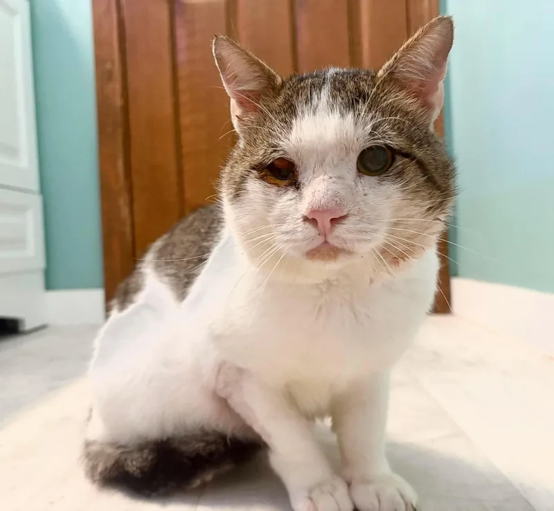 An adult large-sized male Domestic Short Hair cat named Charley for adoption in Enfield, CT