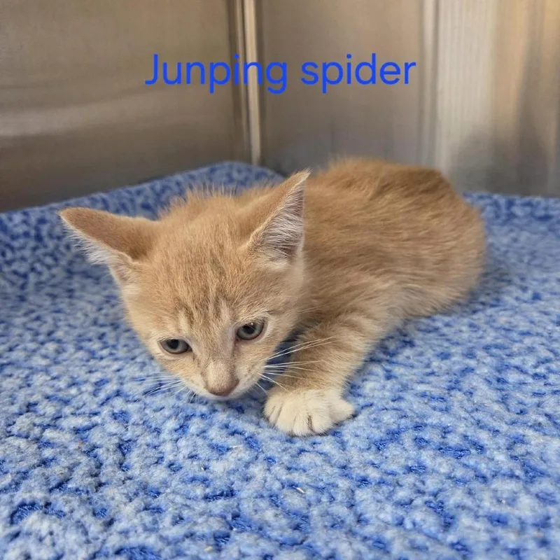 A baby small-sized male Orange / Red Domestic Short Hair cat named Jumping Spider for adoption in Windsor, VA