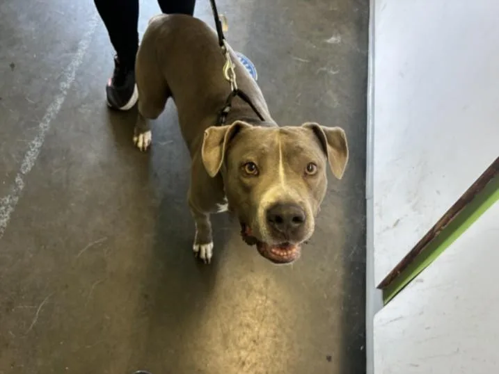 A young large-sized female Pit Bull Terrier dog named Sasha for adoption in Los Angeles, CA