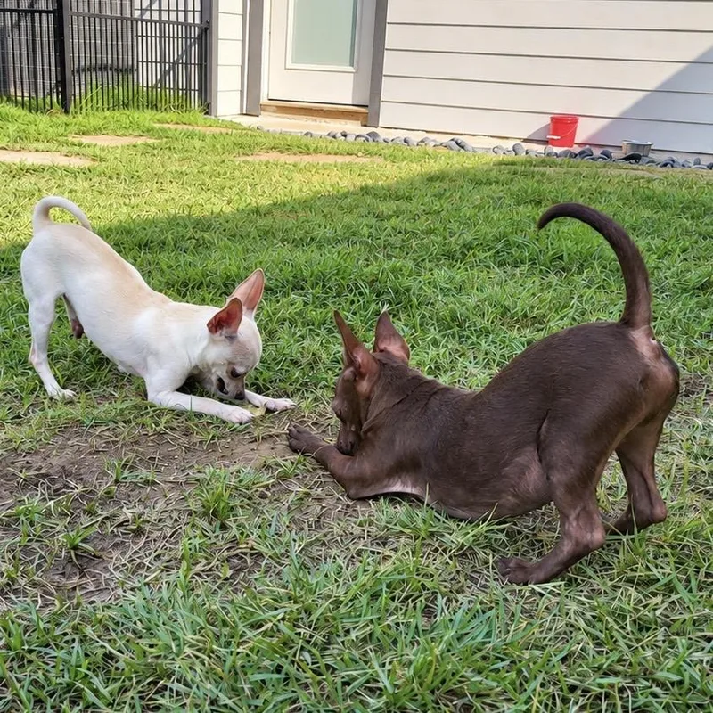 A young small-sized male Chihuahua dog named Gnocchi for adoption in Colleyville, TX