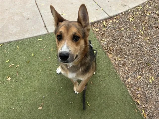 A young large-sized male German Shepherd Dog dog named Ness for adoption in Phoenix, AZ