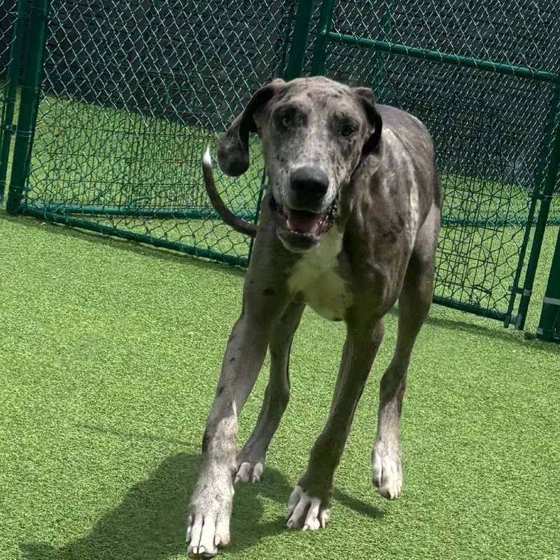 A young extra large-sized male Black Great Dane dog named Lucky Lou for adoption in LOXAHATCHEE, FL