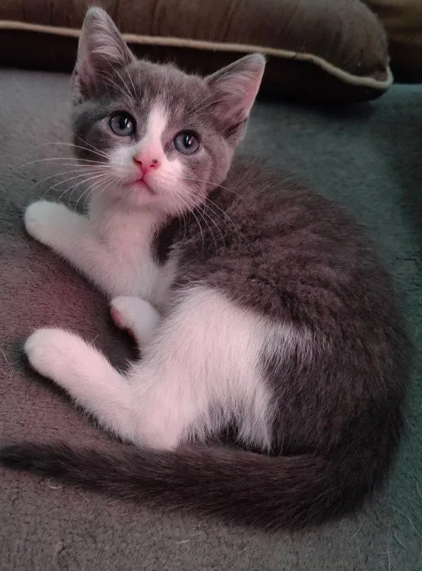 A young medium-sized female Gray & White Domestic Short Hair cat named KAyleeann for adoption in Knoxville, TN