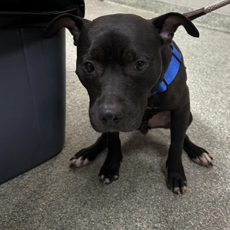 An adult medium-sized female Black Mixed Breed dog named Pumpkin for adoption in Jacksonville, FL