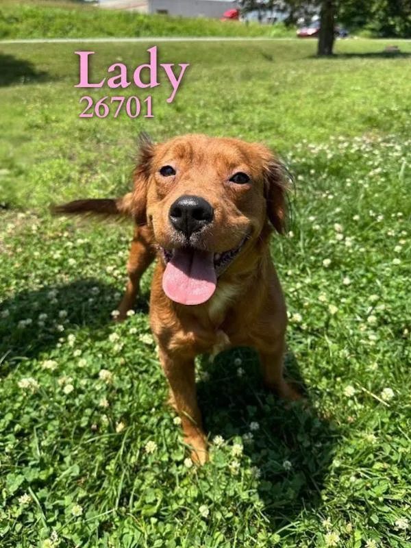 Lady