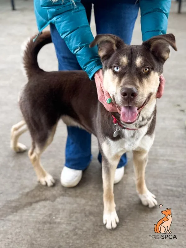 An adult large-sized male Siberian Husky dog named Pogokolby for adoption in Roanoke, VA
