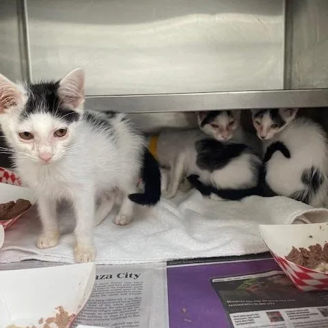 A baby small-sized female White Domestic Short Hair cat named Minnie Moo for adoption in Hawthorne, CA