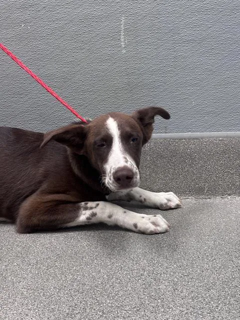 A young medium-sized male Husky dog named Jordan for adoption in Las Vegas, NV
