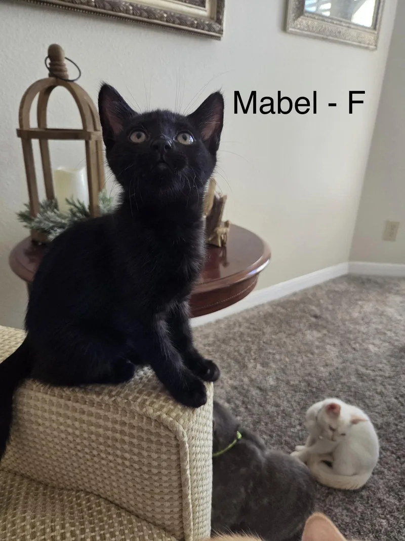 A baby medium-sized female Black Domestic Short Hair cat named Mabel for adoption in Dade City, FL