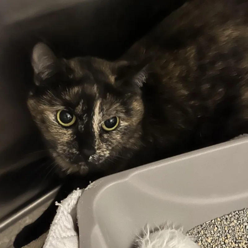 A young medium-sized female Tortoiseshell Domestic Short Hair cat named Edna for adoption in Oak Park, IL