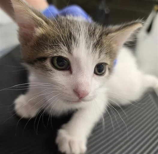 A baby small-sized female Domestic Short Hair cat named Sunshine for adoption in Indianapolis, IN