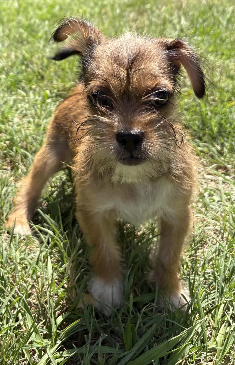 Basil