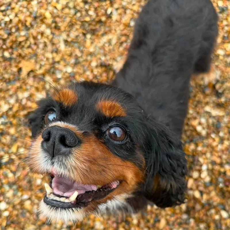 Bonbon