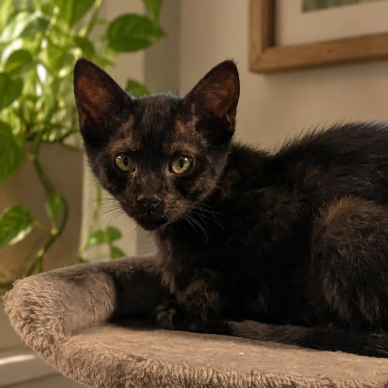 Phoebe