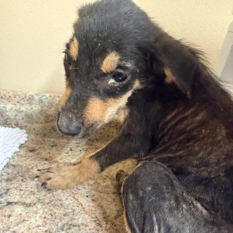 A baby small-sized female Black Mixed Breed dog named Bitsy for adoption in Corinth, MS