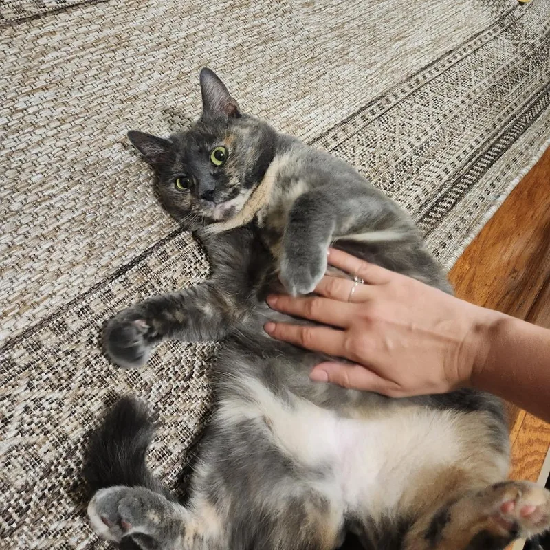 Pepper