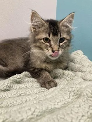 A baby small-sized female Domestic Long Hair cat named Ampert for adoption in Janesville, WI