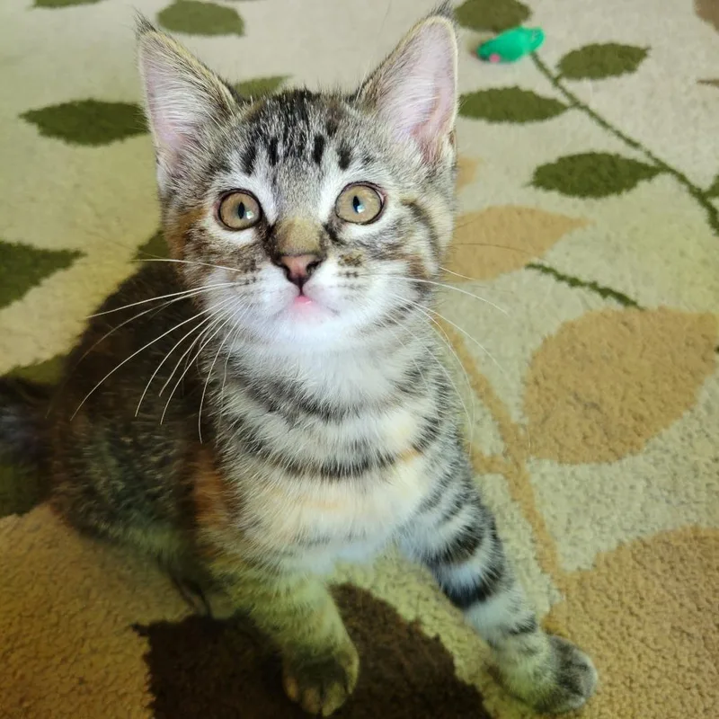A baby small-sized female Brown / Chocolate Domestic Medium Hair cat named Fern for adoption in Traverse City, MI