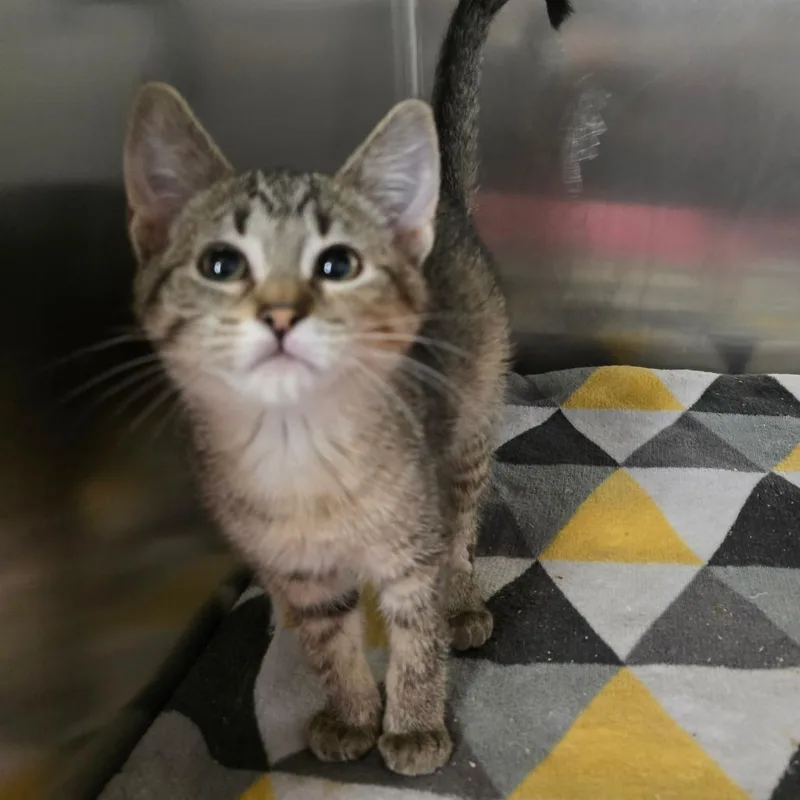 A baby small-sized female Torbie Domestic Short Hair cat named Piglet for adoption in Spokane, WA