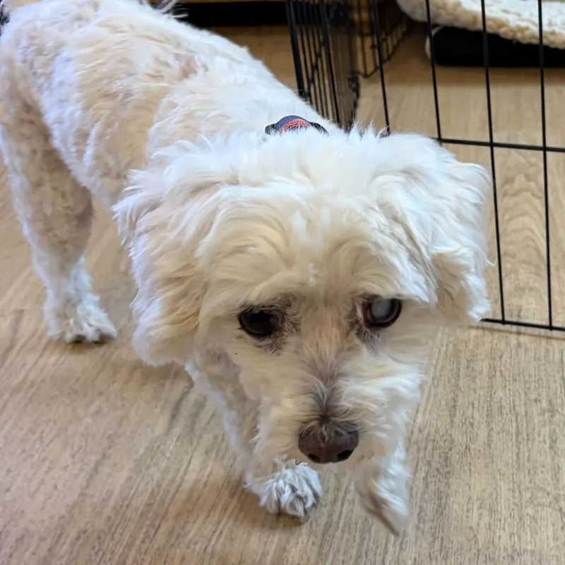 A senior small-sized male White / Cream Miniature Poodle dog named Dr Scott for adoption in San Francisco, CA