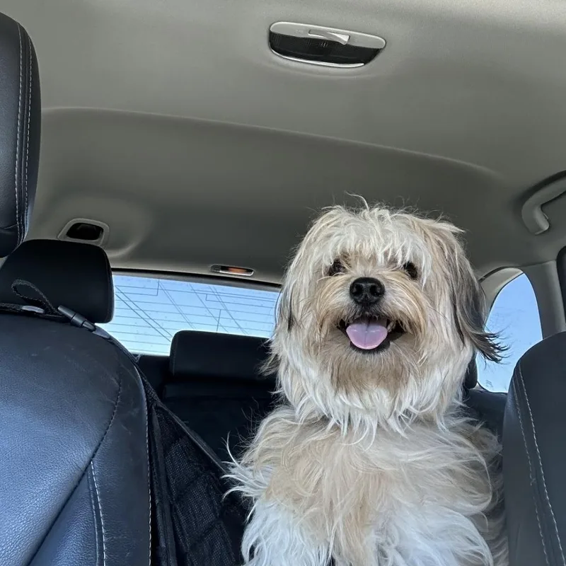 A young small-sized male White / Cream Maltese dog named Teddy for adoption in Brentwood, CA