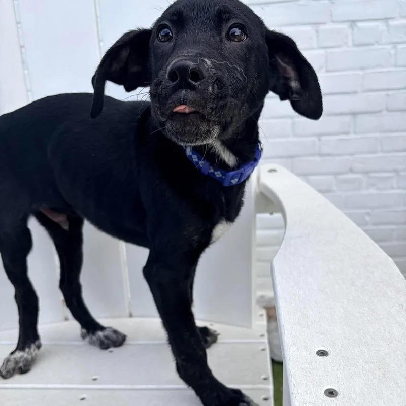 A baby medium-sized male Mixed Breed dog named Azul for adoption in Stamford, CT