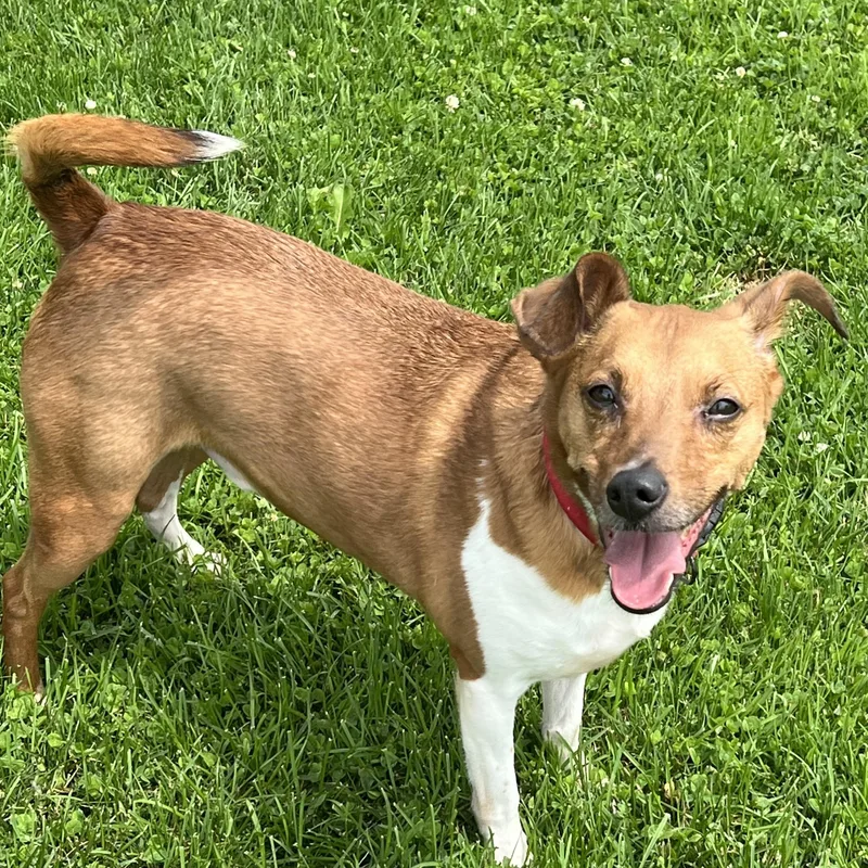 An adult small-sized male Brown / Chocolate Jack Russell Terrier dog named Tank for adoption in Elkton, MI