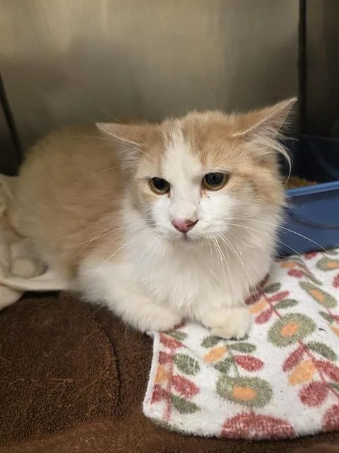 A young large-sized female Domestic Long Hair cat named Creamsicle for adoption in West Valley City, UT