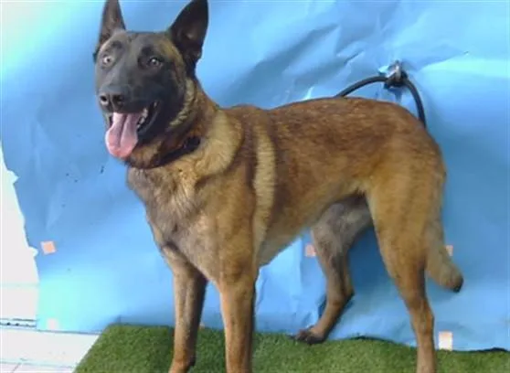 An adult medium-sized male Belgian Shepherd / Malinois dog named Max for adoption in Gardena, CA