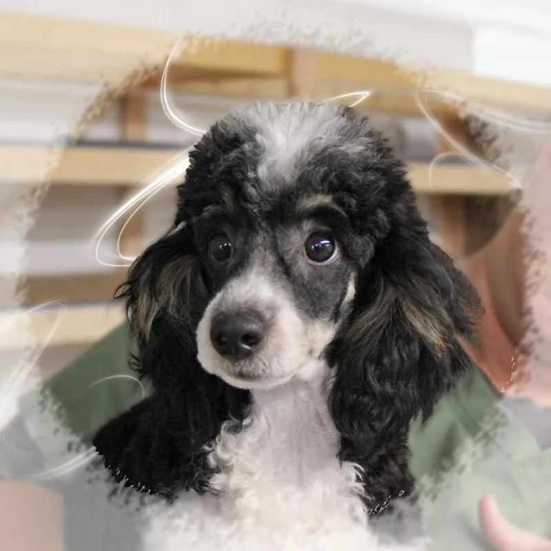 A baby small-sized male White / Cream Miniature Poodle dog named Toby for adoption in Amelia, OH