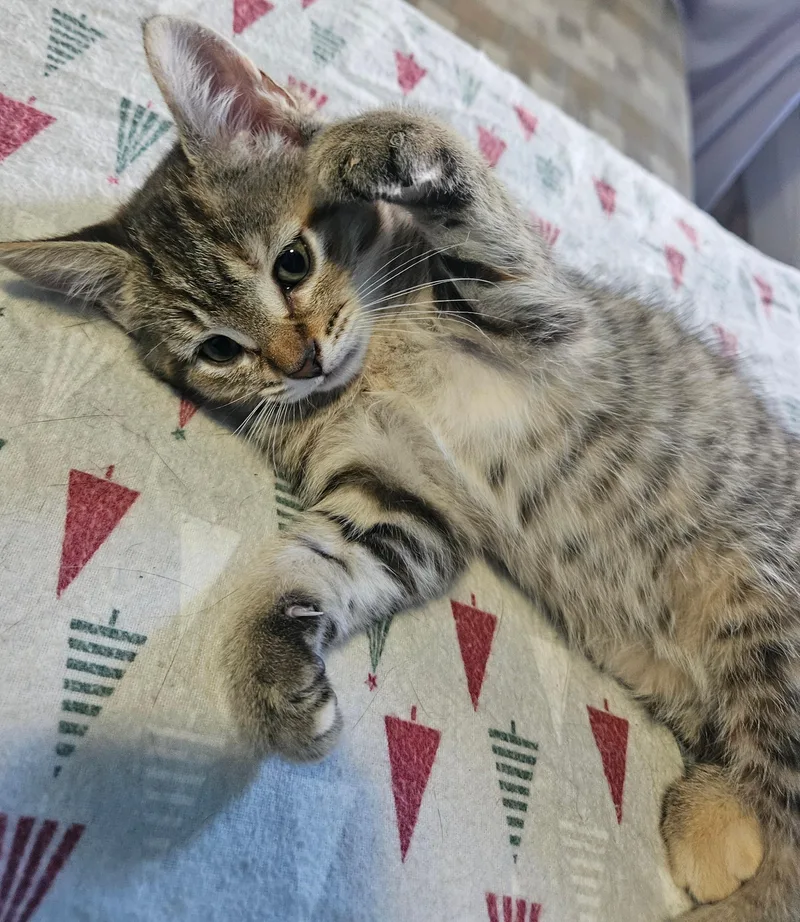 A baby medium-sized female Tabby (Brown / Chocolate) Tabby cat named Sophie for adoption in East Amherst, NY