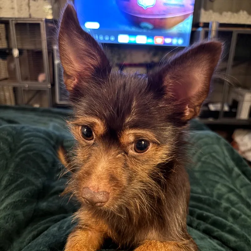 An adult small-sized male Chihuahua dog named Chester for adoption in St. Peters, MO