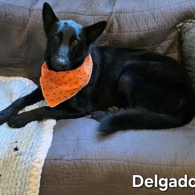 An adult large-sized male Black German Shepherd Dog named Delgado for adoption in Alexandria, VA