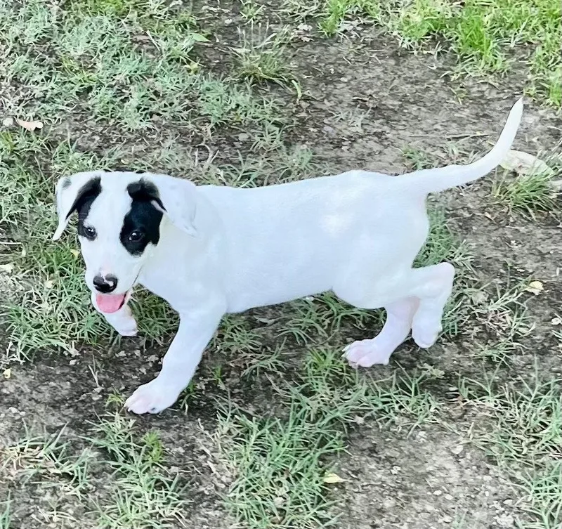 Peanut Lonestar