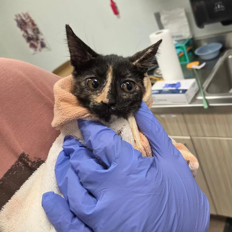 A baby small-sized female Tortoiseshell Domestic Short Hair cat named Fiona for adoption in Chattanooga, TN