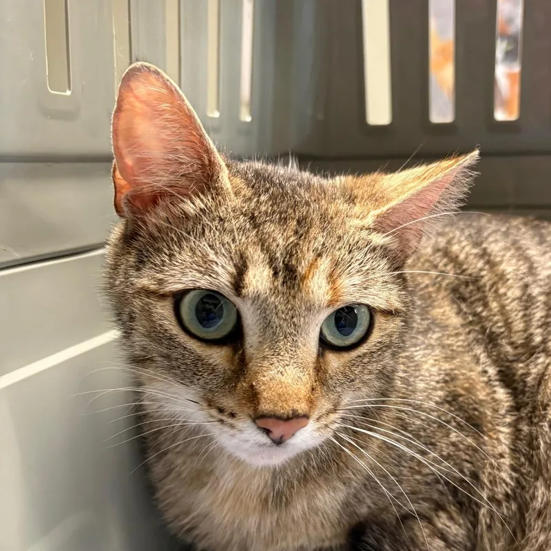 A young medium-sized female Brown / Chocolate Domestic Short Hair cat named Mama Brandy for adoption in Mount Juliet, TN