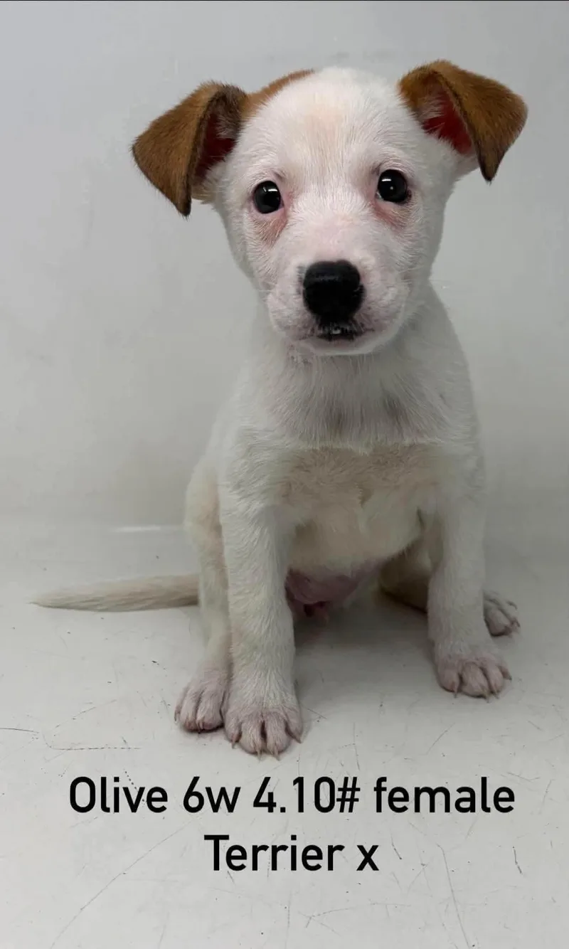 A young medium-sized female Terrier dog named Olive for adoption in Pomfret Center, CT
