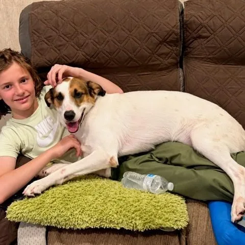 A young large-sized male Foxhound dog named Bayou for adoption in Unionville, CT