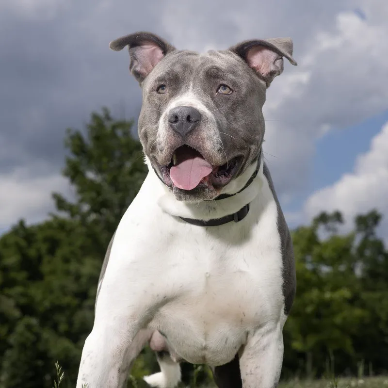 Blu