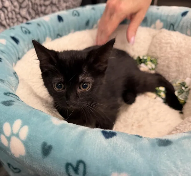 A baby medium-sized male Black Domestic Short Hair cat named Stormy for adoption in Richardson, TX