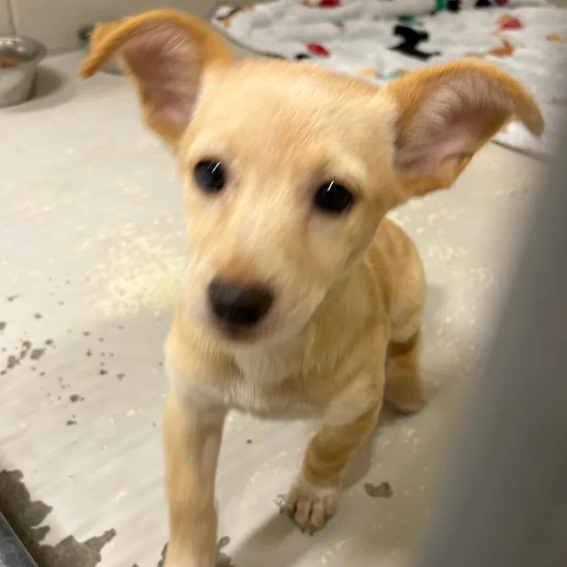 A baby small-sized female Mixed Breed dog named Sasa for adoption in Milton, FL