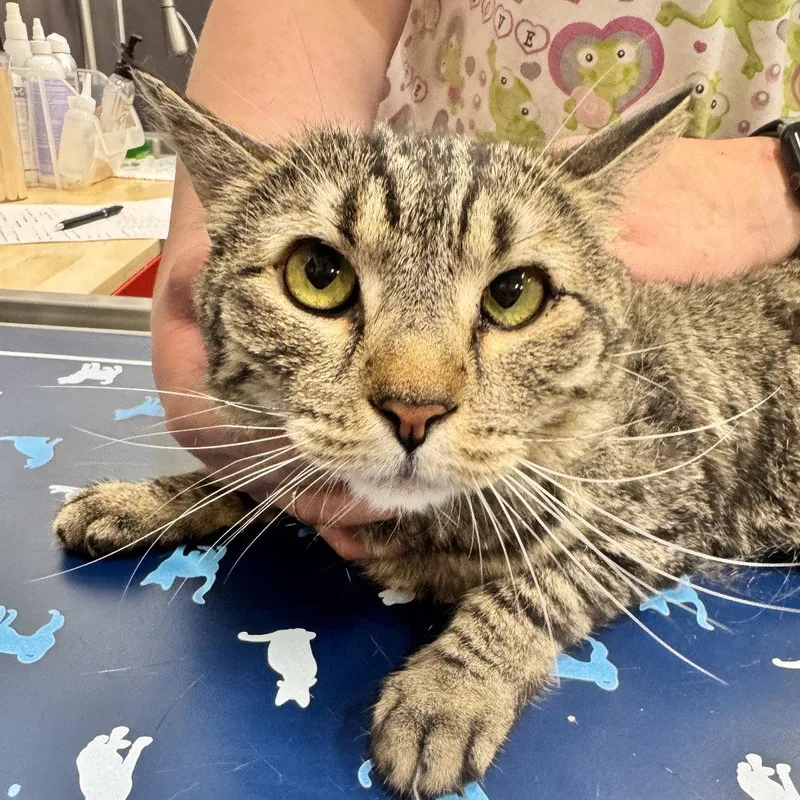 A young medium-sized female Domestic Short Hair cat named Leia for adoption in Chico, CA