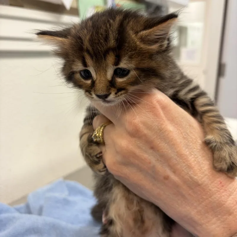 A baby small-sized male Brown / Chocolate Domestic Long Hair cat named Bennington for adoption in Greensboro, GA