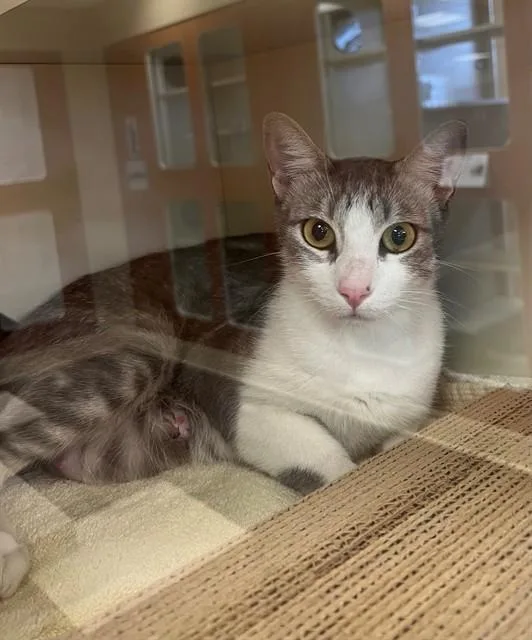 A young small-sized female Domestic Short Hair cat named Galena for adoption in Blythe, CA