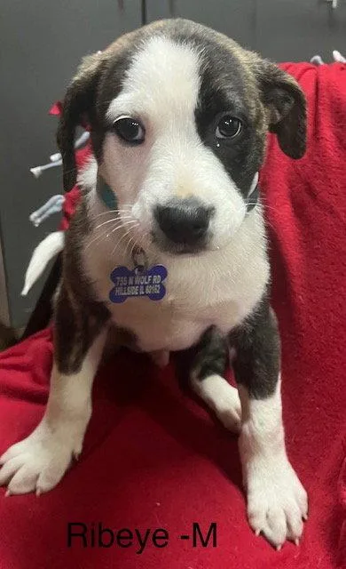 A baby medium-sized male Labrador Retriever dog named Ribeye for adoption in Hillside, IL
