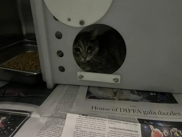 A young large-sized female Domestic Short Hair cat named Bella for adoption in Garland, TX