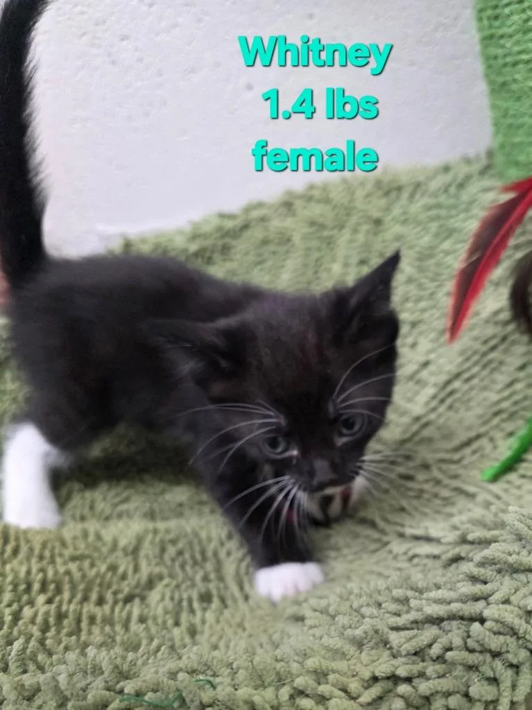 A baby medium-sized female Domestic Short Hair cat named Whitney for adoption in Camden, TN