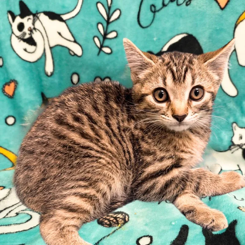A baby small-sized male Brown / Chocolate Domestic Short Hair cat named Tim Horton for adoption in Mount Juliet, TN