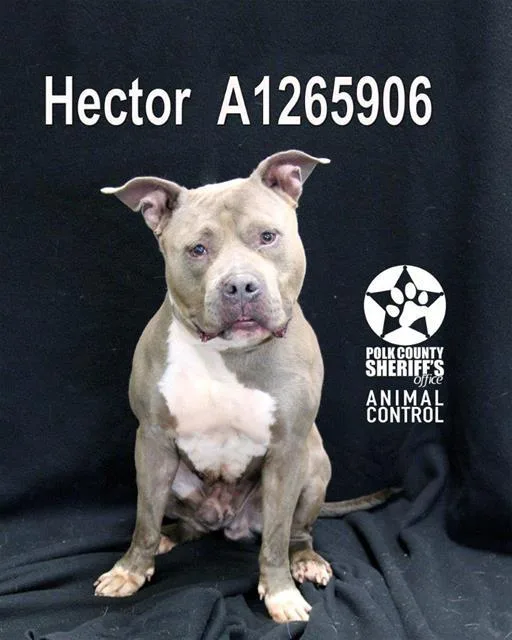 Hector
